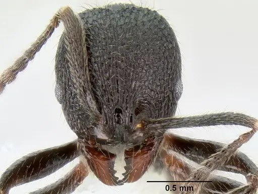 Stenamma megamanni - CASENT0622851