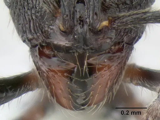 Stenamma megamanni - CASENT0622851