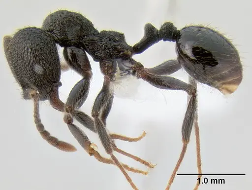 Stenamma megamanni - CASENT0622851