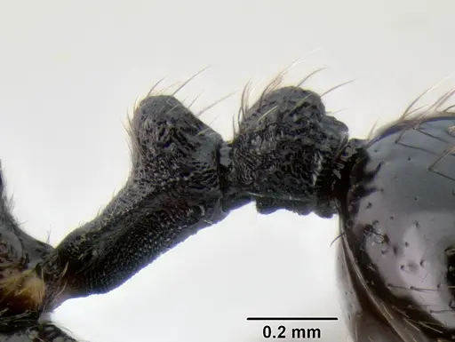 Stenamma megamanni - CASENT0622851