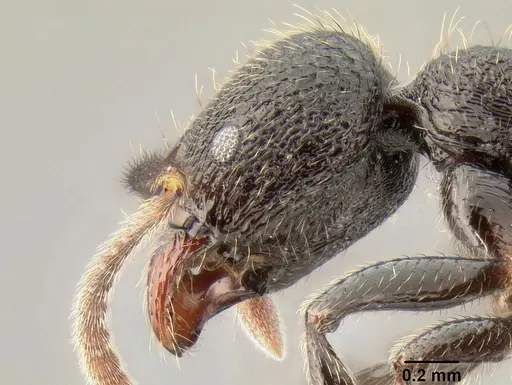 Stenamma megamanni - CASENT0622853