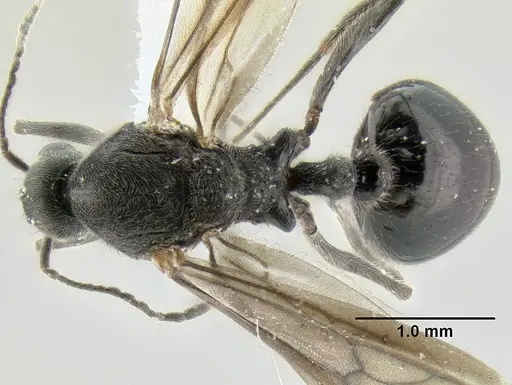 Stenamma megamanni - JTLC000007293