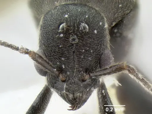 Stenamma megamanni - JTLC000007293