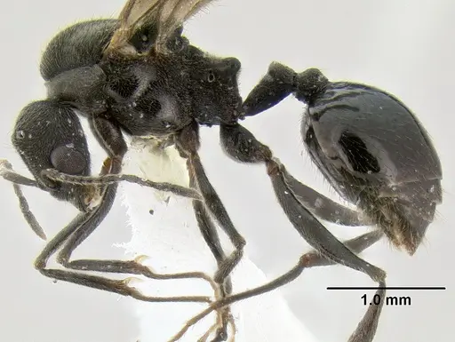 Stenamma megamanni - JTLC000007293