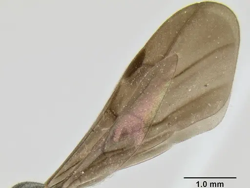 Stenamma megamanni - JTLC000007293