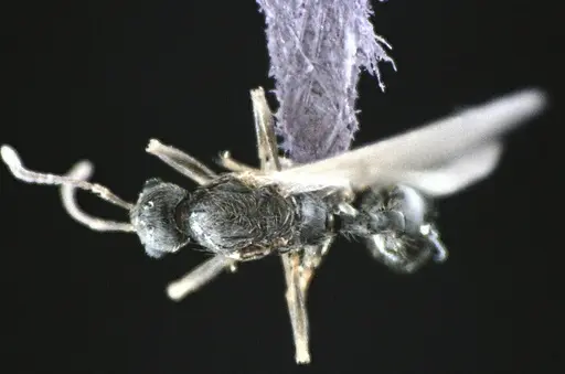 Stenamma meridionale specimen