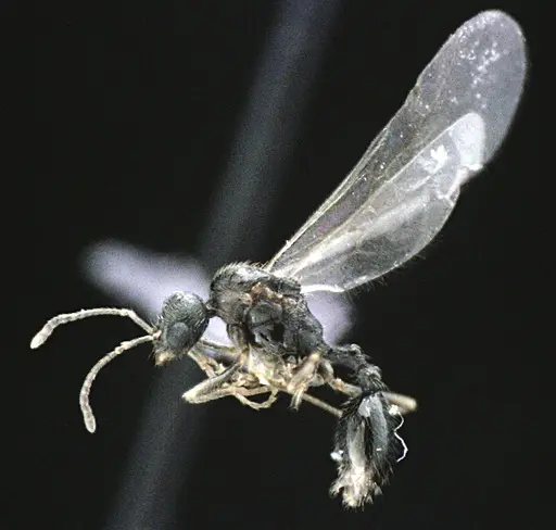 Stenamma meridionale specimen