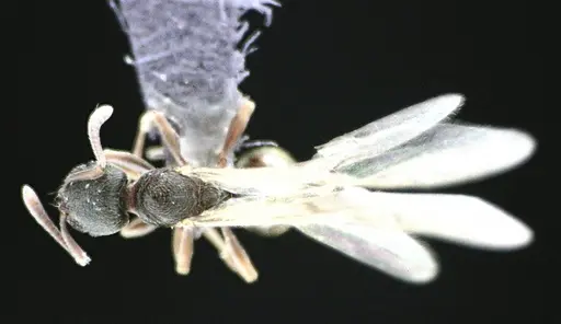 Stenamma meridionale - ANTWEB1041511