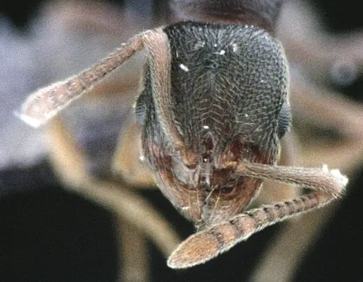 Stenamma meridionale - ANTWEB1041511