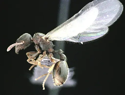 Stenamma meridionale - ANTWEB1041511