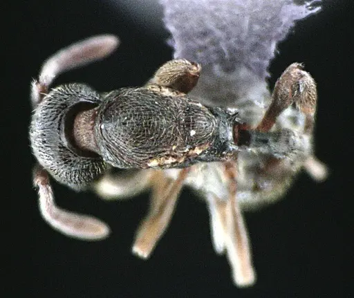 Stenamma meridionale - ANTWEB1041512