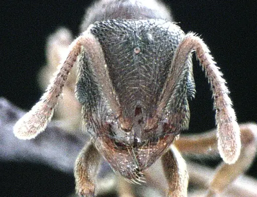 Stenamma meridionale - ANTWEB1041512