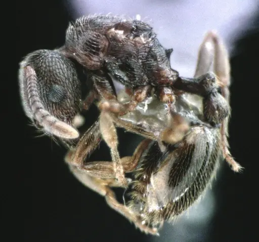 Stenamma meridionale - ANTWEB1041512