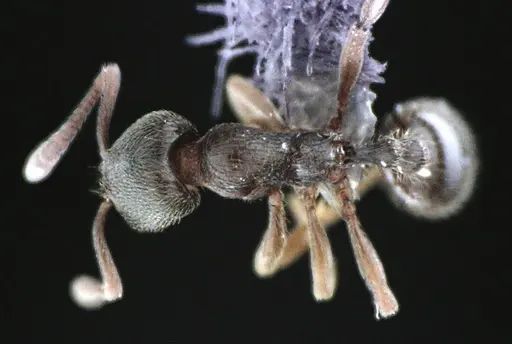 Stenamma meridionale - ANTWEB1041513