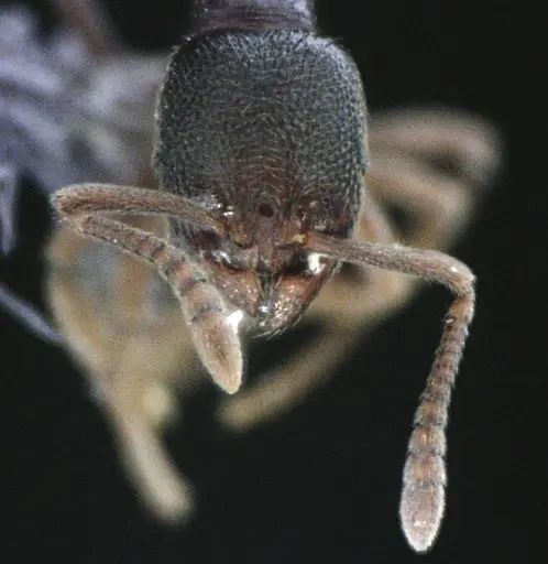 Stenamma meridionale - ANTWEB1041513