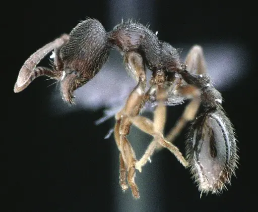 Stenamma meridionale - ANTWEB1041513