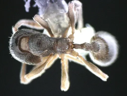 Stenamma meridionale - ANTWEB1041514