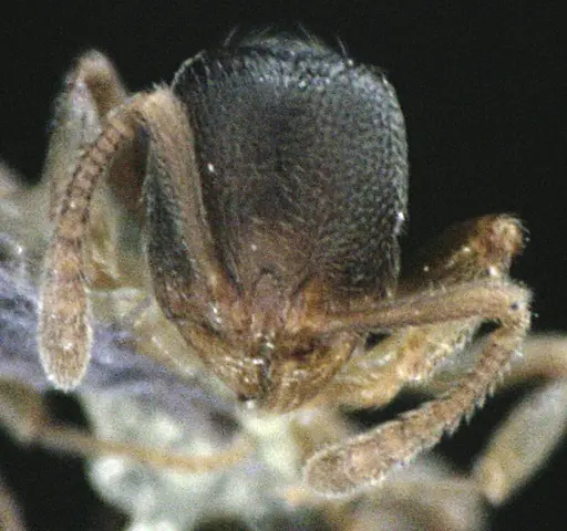 Stenamma meridionale - ANTWEB1041514