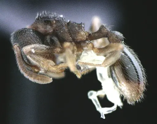 Stenamma meridionale - ANTWEB1041514