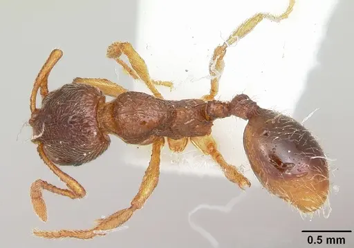 Stenamma meridionale - CASENT0103170