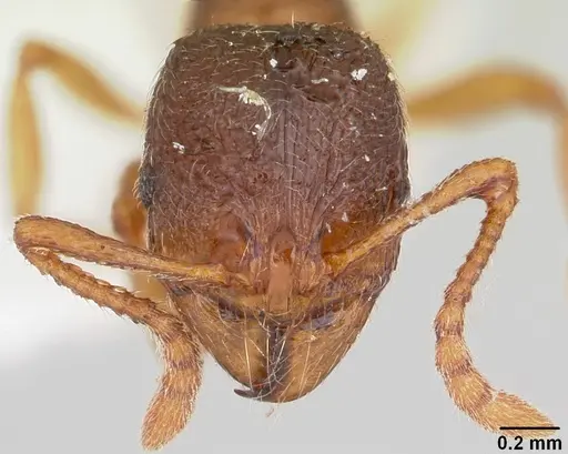 Stenamma meridionale - CASENT0103170