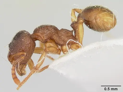 Stenamma meridionale - CASENT0103170