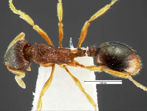 Stenamma meridionale - CASENT0105569