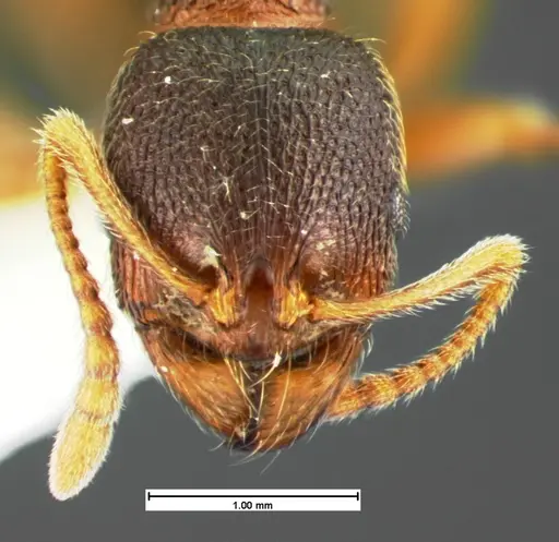 Stenamma meridionale - CASENT0105569