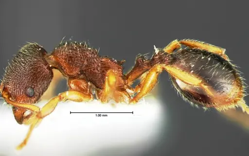 Stenamma meridionale - CASENT0105569