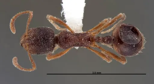 Stenamma meridionale - FMNHINS0000062754