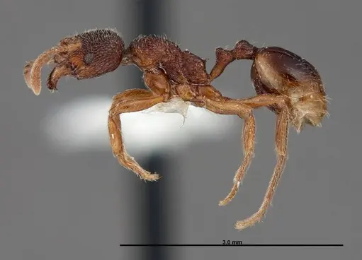 Stenamma meridionale - FMNHINS0000062754