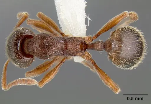 Stenamma meridionale - JTLC000006624