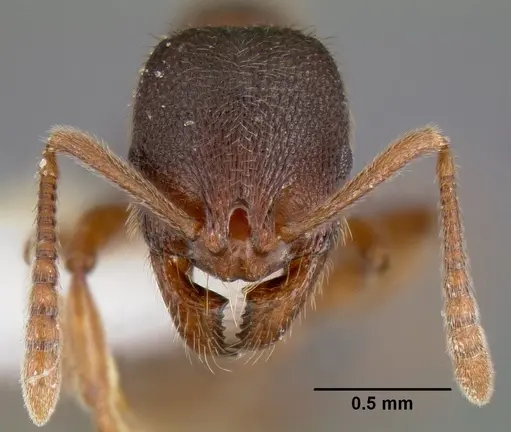 Stenamma meridionale - JTLC000006624