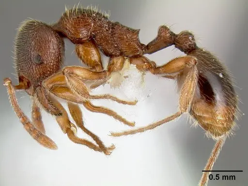 Stenamma meridionale - JTLC000006624