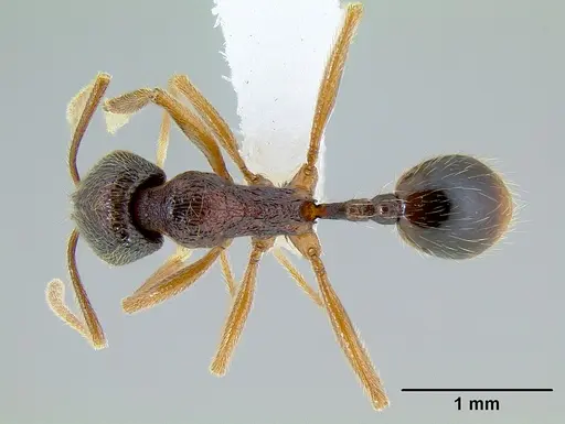 Stenamma monstrosum specimen