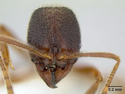 Stenamma monstrosum specimen