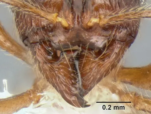 Stenamma monstrosum specimen