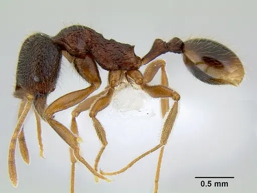 Stenamma monstrosum - CASENT0621327