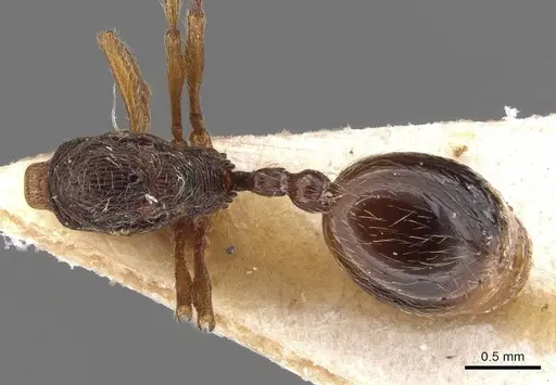 Stenamma msilanum specimen