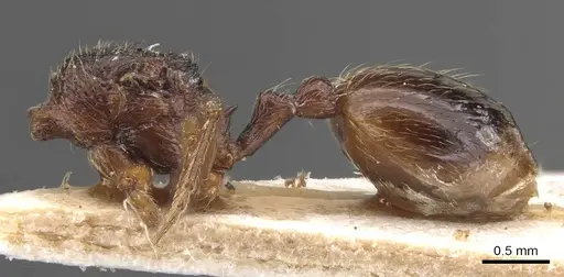 Stenamma msilanum specimen