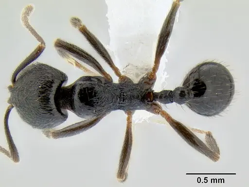 Stenamma muralla specimen