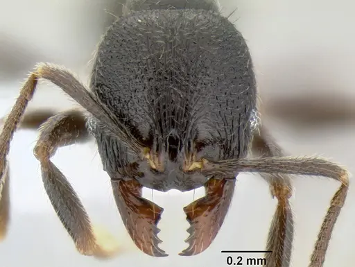 Stenamma muralla specimen