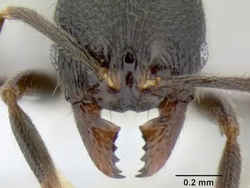 Stenamma muralla specimen