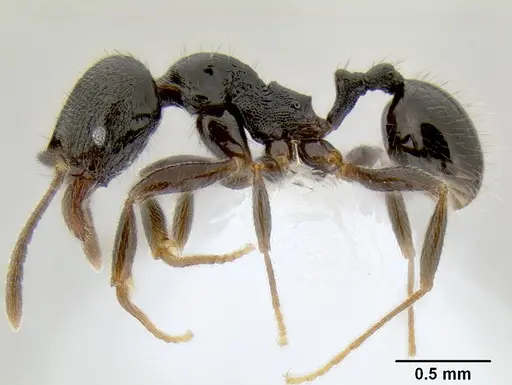 Stenamma muralla - CASENT0621311