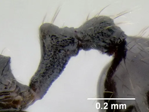 Stenamma muralla - CASENT0621311