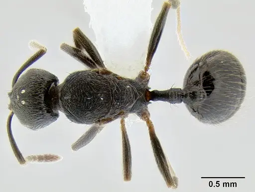 Stenamma muralla - CASENT0622025