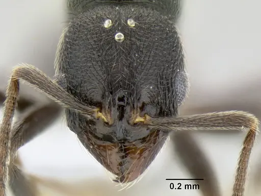 Stenamma muralla - CASENT0622025