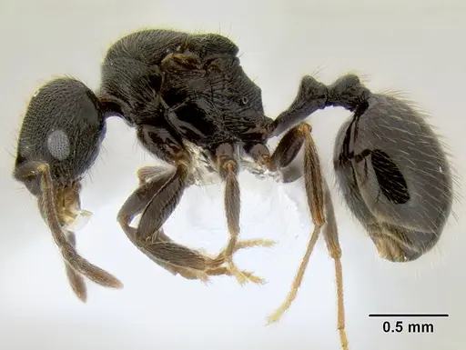 Stenamma muralla - CASENT0622025