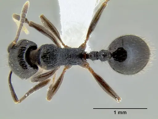 Stenamma muralla - CASENT0622049