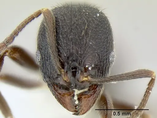 Stenamma muralla - CASENT0622049